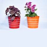 Iron Hook Hanging Decorative Round Shape Pot - (Multicolored) | Set of 5